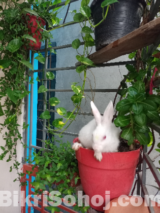 Rabbit